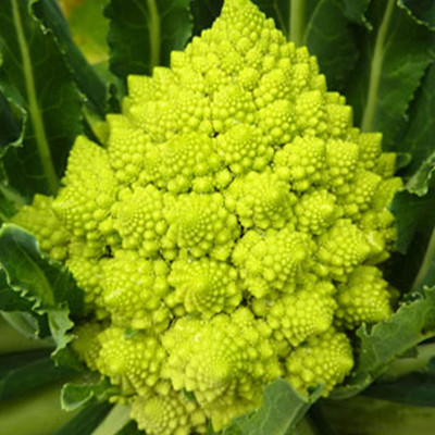 WILLVINE SCI -XVI ROMANESCO Broccoli Broccoflower [25g] Seed(7500 per packet)
