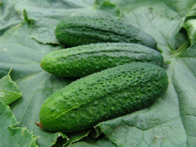 KNESSiN Cucumber Partner Gherkin Seed(200 per packet)