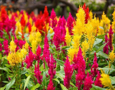 Qausain Celosia Flower Seed(41 per packet)