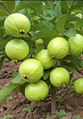 AMAJIT Guava seeds, Amrud ke beej, Payara Seed(49 per packet)