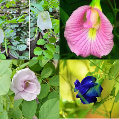 ibains Aparajita flower seeds bij 15 Seed(15 per packet)