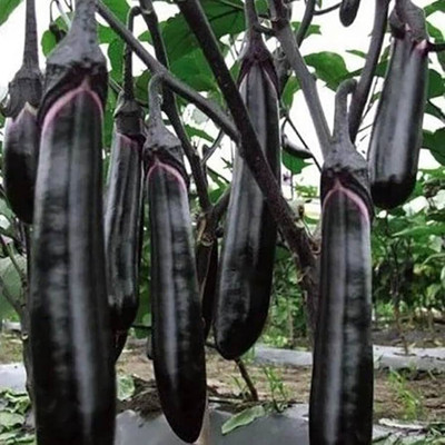 ibains Began seed Seed(145 per packet)