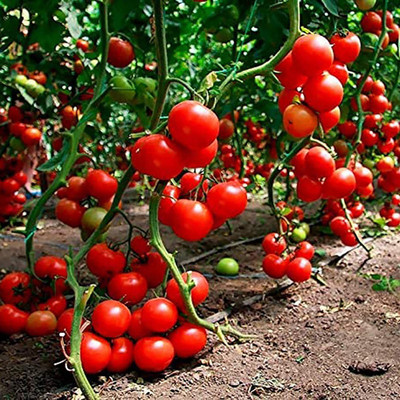 CYBEXIS Good Germination Rare Tomato Seeds-250 Seeds Seed(250 per packet)