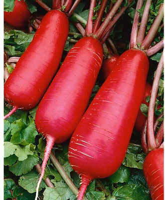 BSARKAR radish seed, Vegetable seed Seed(30 per packet)
