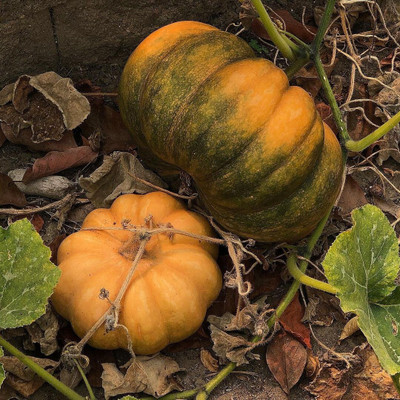 Farmonix Good Quality Organic Natural Pumpkin Seed(1000 per packet)