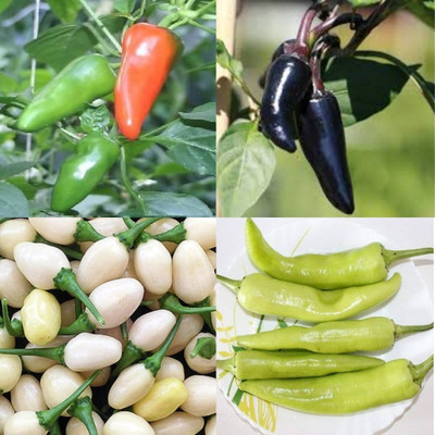 ibains Mixed chilli seeds 380 Seed(380 per packet)