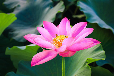 Shrikv Crafts lotus,kamal gatta Seed(10 per packet)