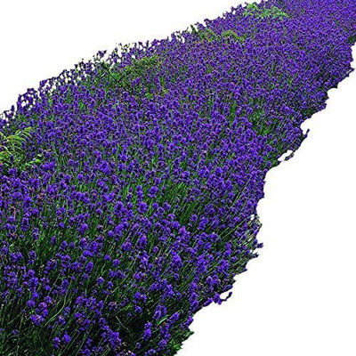 CYBEXIS PUAS-9 - Munstead Lavender - (750 Seeds) Seed(750 per packet)