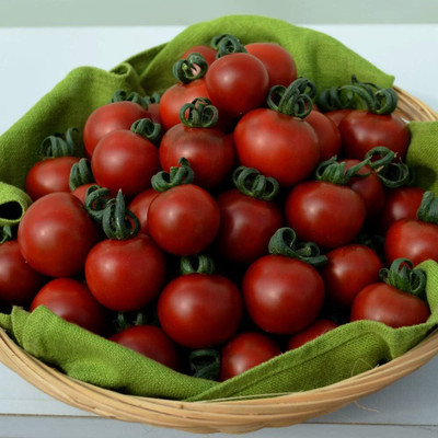 KNESSiN Tomato 'Garnet' Solanum lycopersicum L-{800 Seeds} Seed(800 per packet)