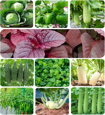 KOLEY TRADING 10 varieties of Vegetable Seed Kit. Seed(10 g)