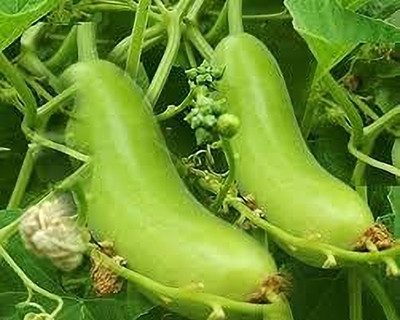 BDSresolve Hybrid round bottle gourd seeds pack of 22 Seed(22 per packet)