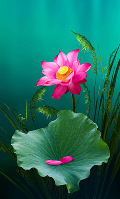Prizex lotus,kamal gatta Seed(11 per packet)