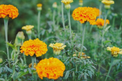 VISHSHUBH marigold/gende ka phool flower seeds Seed(75 per packet)