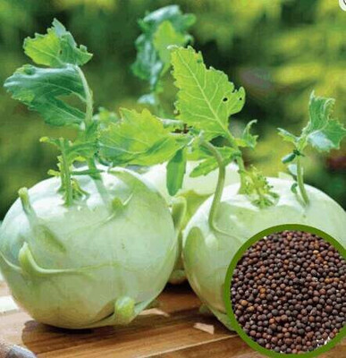 Cloud Farm Knol Khol-Kholrabi Seed(1700 per packet)