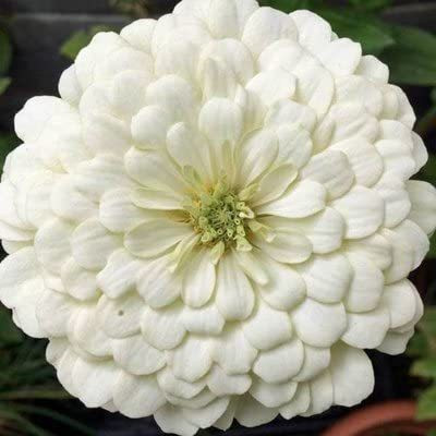 CYBEXIS Zinnia Double ‘White’ F1 Hybrid Flower Seeds Seed(1 g)