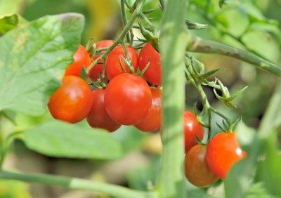 BDSresolve tomato Seed(145 per packet)