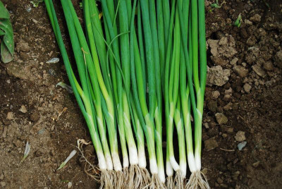 Qausain Bunching Onion Seed(23 per packet)