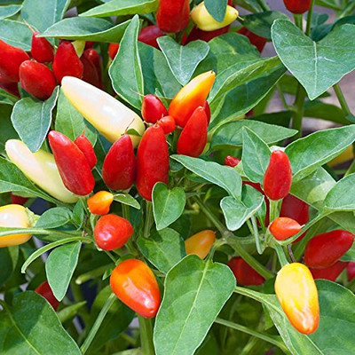 Lorvox Capsicum Choice Round Mix Flower Seed(55 per packet)