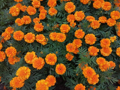 Weber marigold/gende ka phool flower seeds Seed(25 per packet)