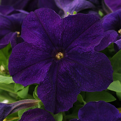 CYBEXIS KGF -88 - Petunia Alderman - (180 Seeds) Seed(180 per packet)