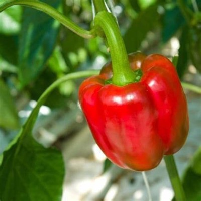 TRICONE Hybrid Red Capsicum Shimla Mirch Paper Plant Organic Beej FF50 Seed(100 per packet)