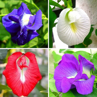 SeeGreen Aparajita Double Mixed Seeds All Color, Butterfly Pea Seeds, Clitoria Ternatea Seed(15 per packet)