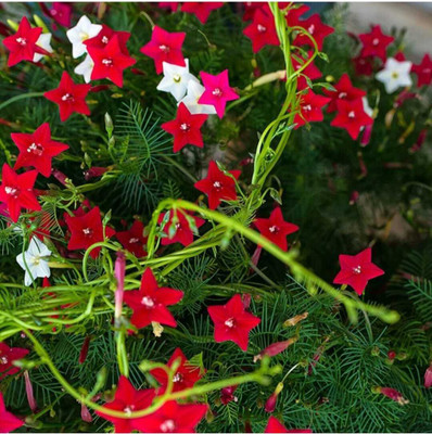 usdeepar retail rare red stare glowry, Vine Ipomoea quamoclit Akashamulla Seed(12 per packet)