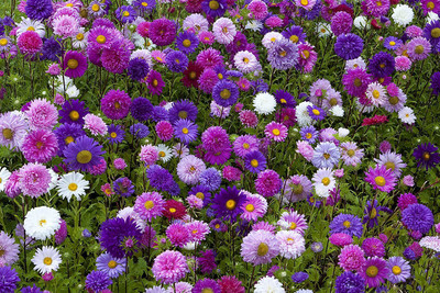 CYBEXIS Aster Mixed Colour | F1 Hybrid Flower Seed(50 per packet)