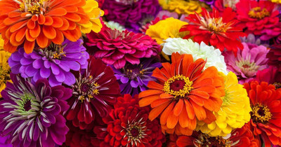 CRGO ZINNIA Seed(15 per packet)