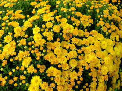 Quentova marigold,gende ka phool Seed(40 per packet)