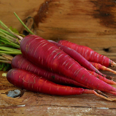VibeX ® VXI-441 Dragon Carrot Seeds Seed(500 per packet)