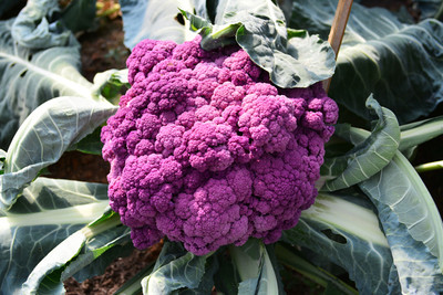 JAYANTAHALDER PURPLE CAUKI FLOWER, F1 CAULI FLOWER PUROLE Seed(70 per packet)