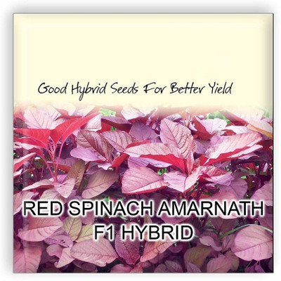 WILLVINE Red Spinach Amarnath F1 Hybrid Imported Vegetable Seeds-[2000 Seeds] Seed(2000 per packet)