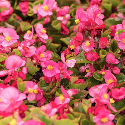 CYBEXIS Begonia Semperflorens Rose Flower Seed Seed(1 g)
