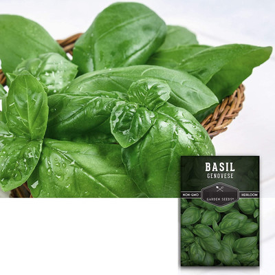 VibeX HUA-14 - Genovese Sweet Large Leaf Basil - (4500 Seeds) Seed(4500 per packet)