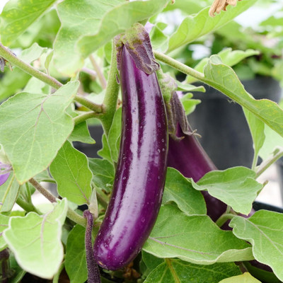 Biosnyg Fresh Brinjal - Long Purple ( Seeds) Seed(5000 per packet)