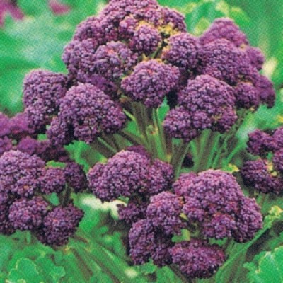 KNESSiN VIX-86 Broccoli Santee Seed(500 per packet)