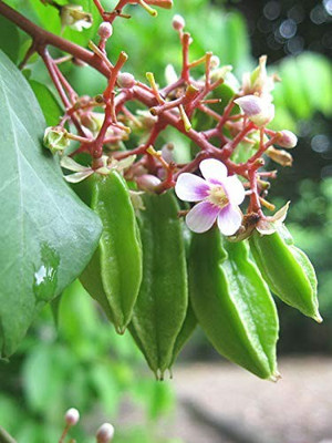 MAA Carambola, Star fruit Seed(22 per packet)