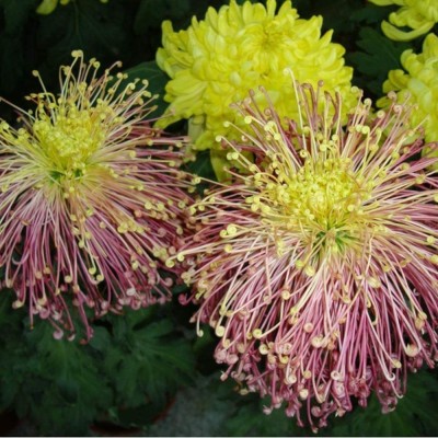 CYBEXIS LX-98 - Chrysanthemum Unique Appearance Rare Flower - (270 Seeds) Seed(270 per packet)