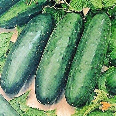 CYBEXIS Seeds of Vegetable Cucumber Marketmore 2000 Seeds Seed(2000 per packet)