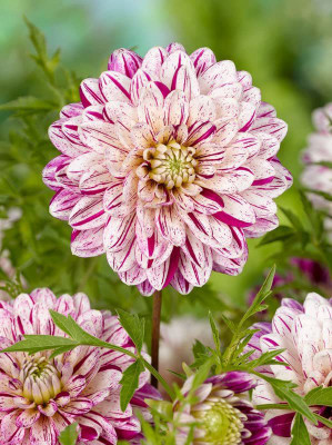 KANAYA Dahlia Double Figaro Seed(70 per packet)