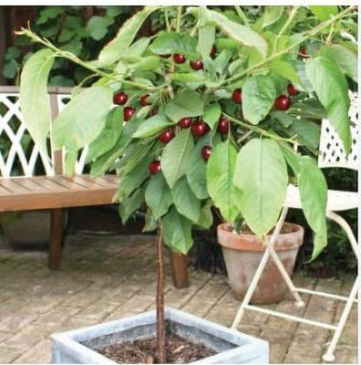 Lorvox Cherry Fruit Seed(2 per packet)