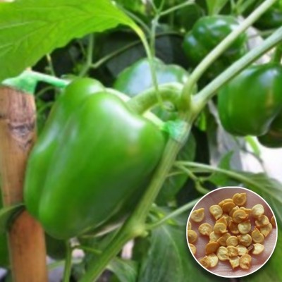 Greenfall Capsicum/Bell Pepper Seed(25 per packet)