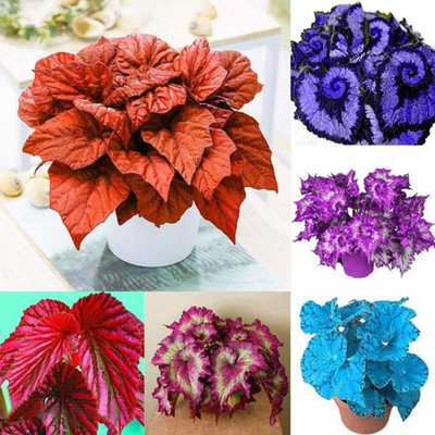 VibeX LX-98 - Coleus Begonia Flower - (270 Seeds) Seed(270 per packet)