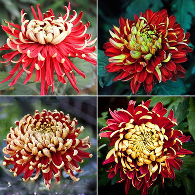 WILLVINE Chrysanthemum Seed(50 per packet)