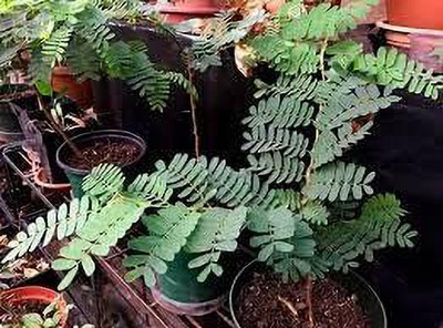 KANAYA Meethi Imli ( Tamarind) Seed(14 per packet)