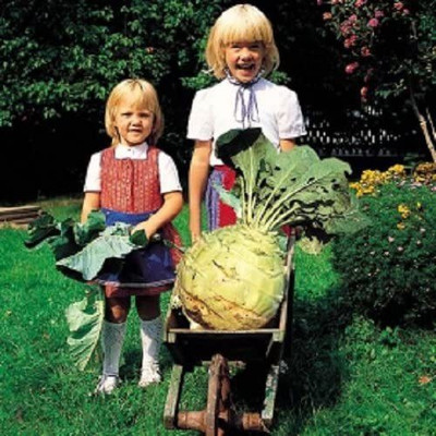 CYBEXIS Fast Germination Giant Kohlrabi Seeds1000 Seeds Seed(1000 per packet)