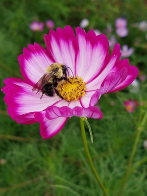 Quentova Cosmos bipinnatus Seed(100 per packet)
