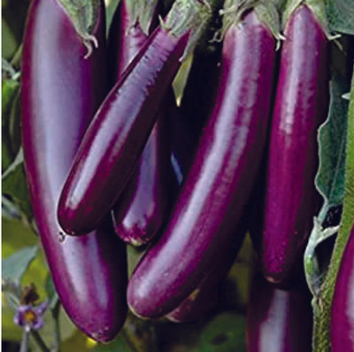 VS GLOBAL Long brinjal seeds ( 100 per packet ) Seed(100 per packet)