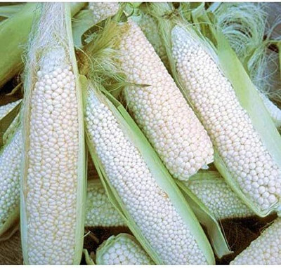 WILLVINE KGF -VI Country Gentleman Shoepeg Corn-[500g] Seed(2000 per packet)